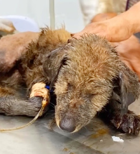 Extra image from article