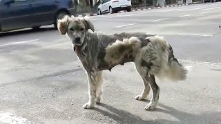 As I busied myself, my attention was dra...