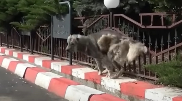 Yet, his dire condition broke my heart. ...