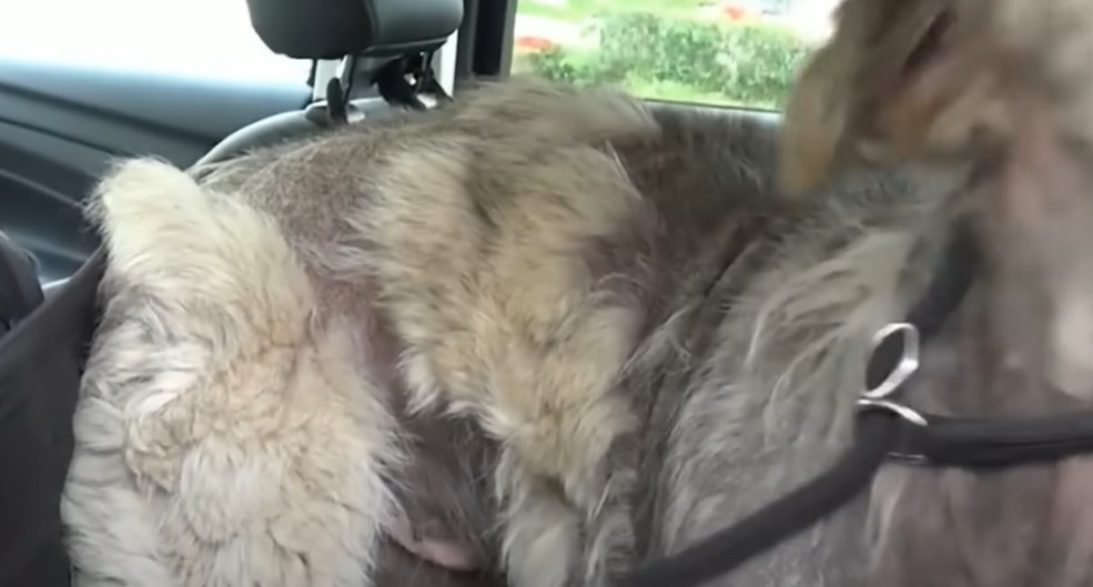 Upon arrival, he was immediately bathed,...