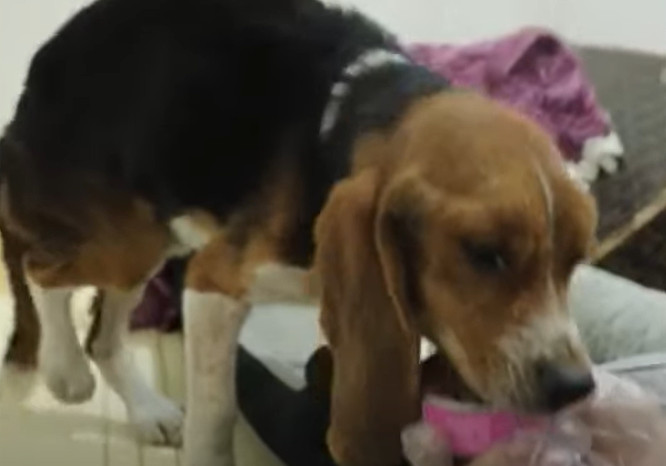 Extra image from article