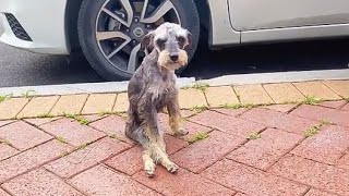 Quickly, he was taken to a respected vet...