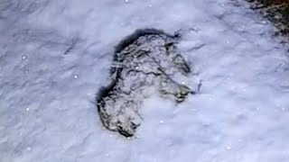 Determined to help, I gently scooped up ...