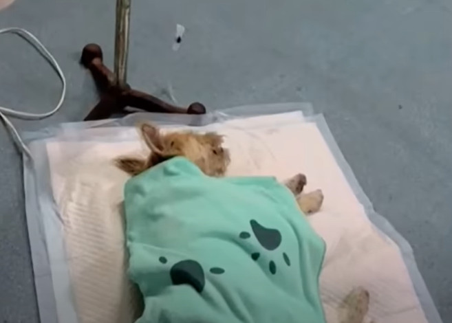 For three intense days, the veterinary t...