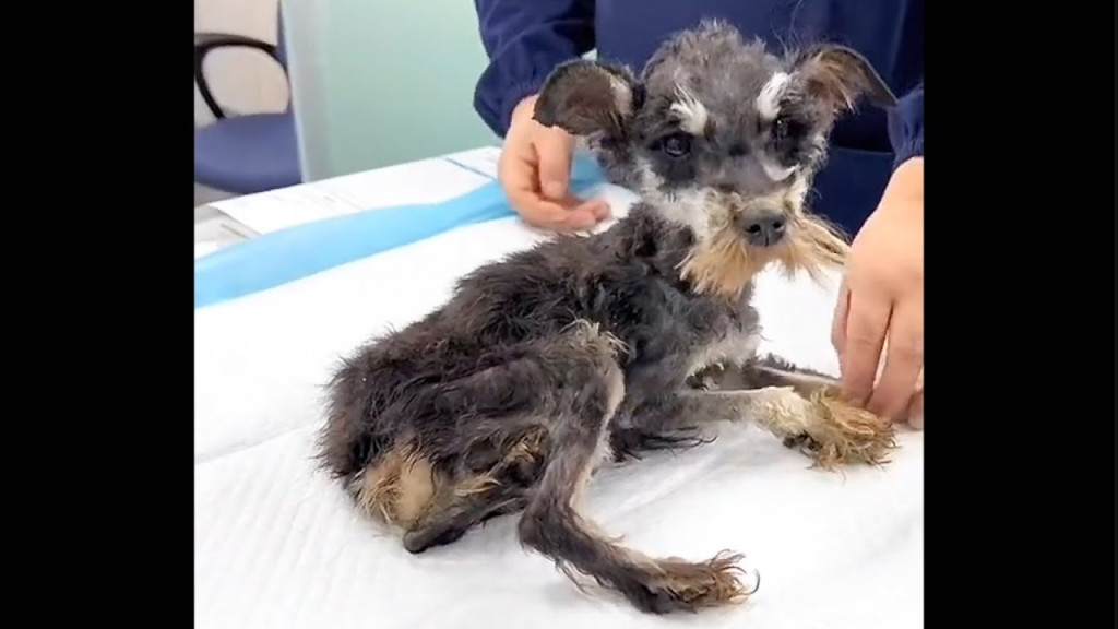 The sight of him was heartbreaking. Smal...