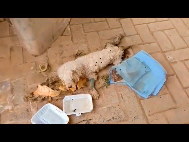 We tried to clear some of the debris aro...