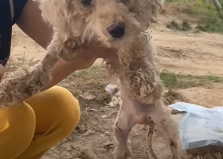 We lined the back of the car with newspa...
