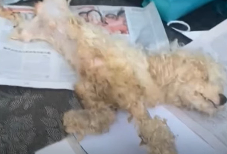 Extra image from article