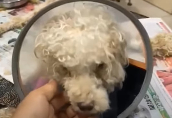 Extra image from article