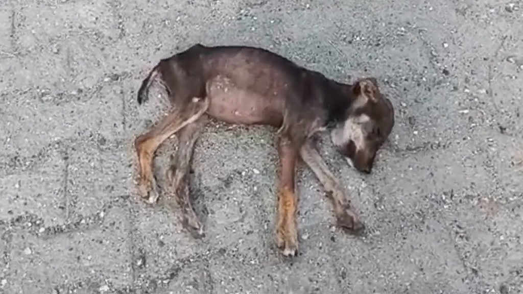 Despite its evident fear and pain, the p...