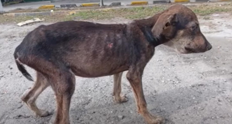 Extra image from article