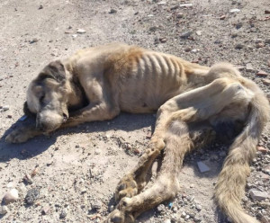 Extra image from article