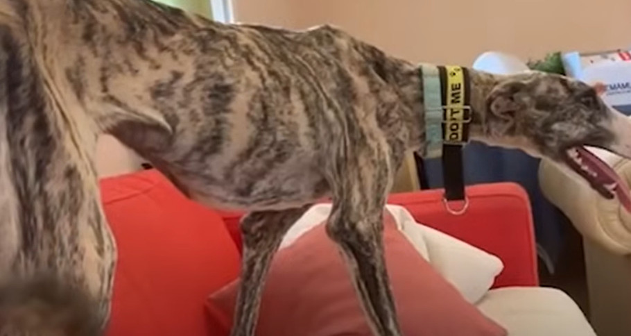 Extra image from article