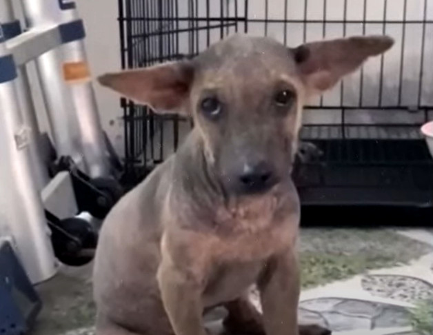 Extra image from article