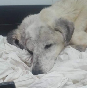 Extra image from article