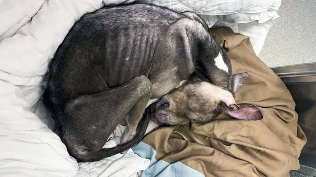 Fortunately, the attentive local communi...