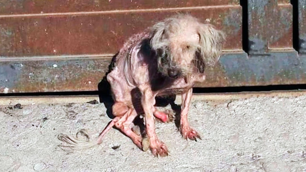 Benny had been through a lot, having bee...