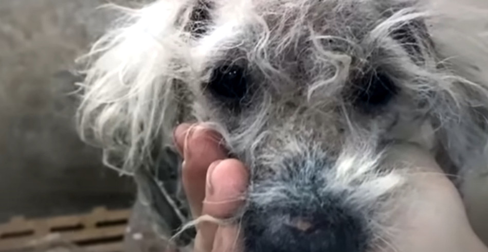 Extra image from article