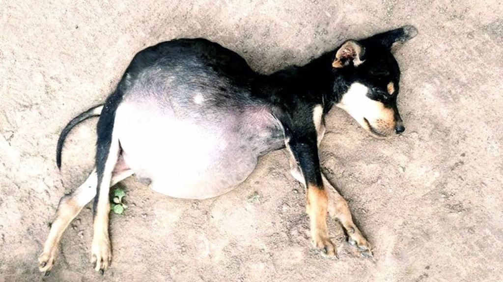 Upon rescue, the puppies were rushed to ...