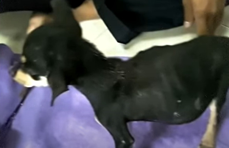 Extra image from article