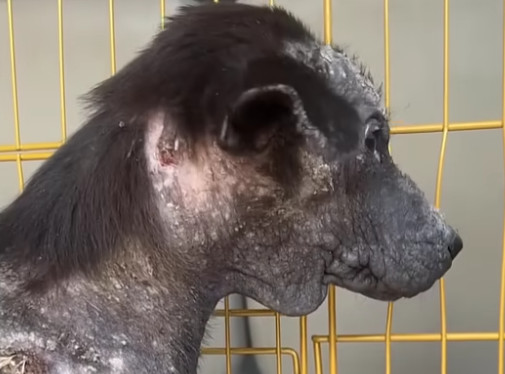 Extra image from article