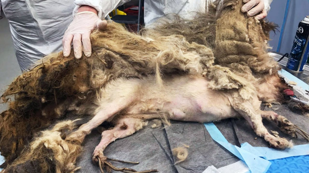 Ellie Mae was left to fend for herself f...