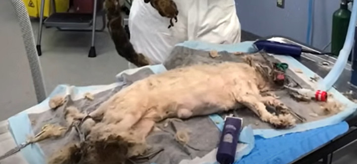 Ellie Mae's transformation from sufferin...