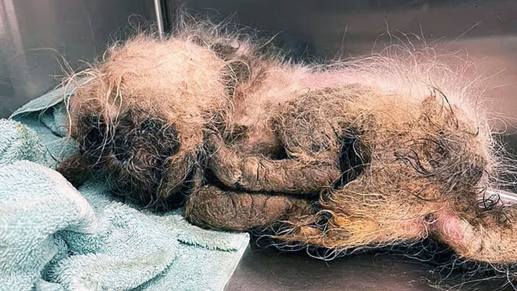 Veterinary staff immediately set to work...