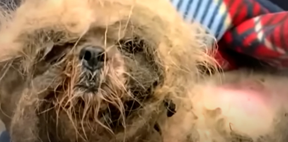 Further investigations revealed that Par...