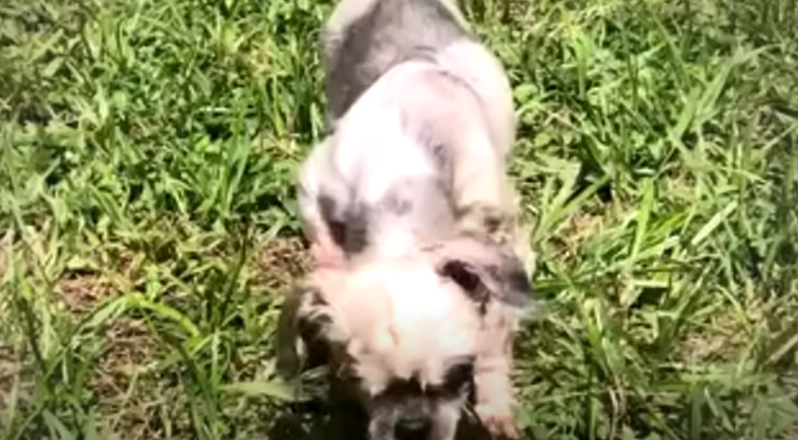 Extra image from article