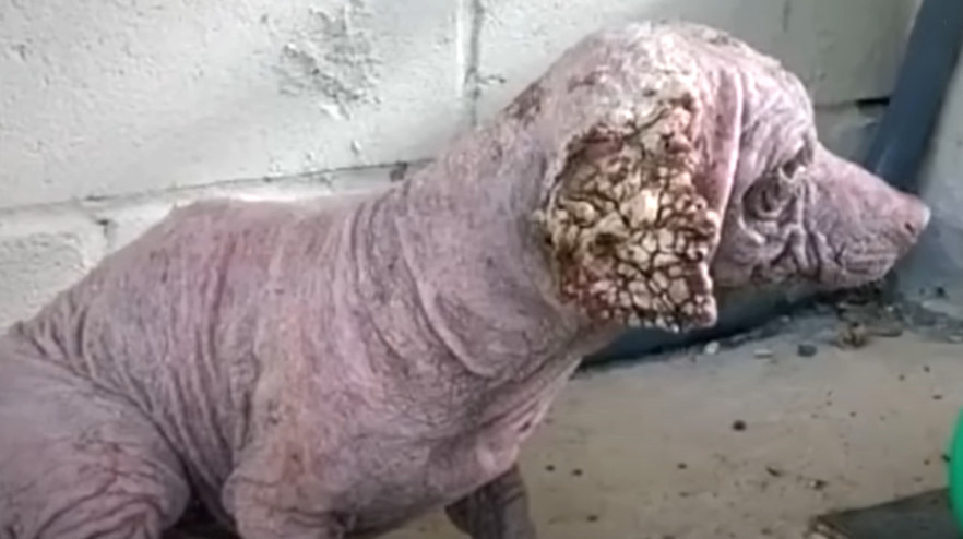 Briley, a compassionate volunteer, soon ...