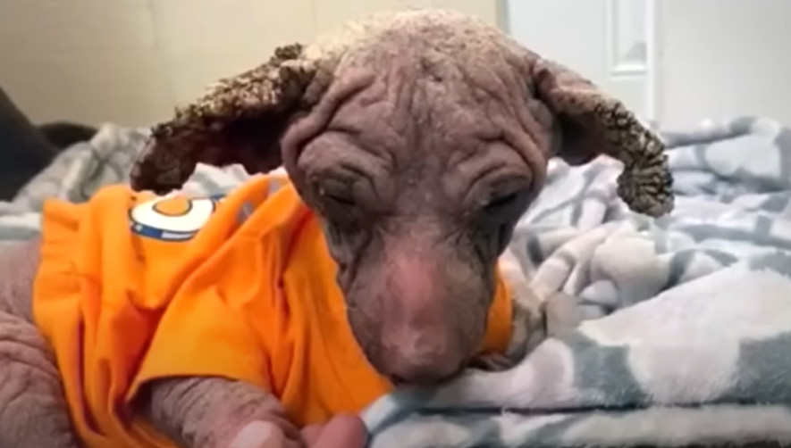 Extra image from article