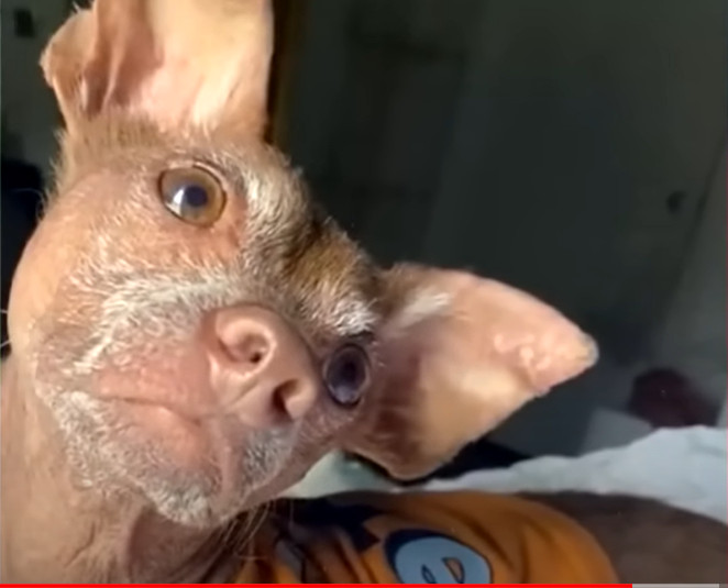 Extra image from article