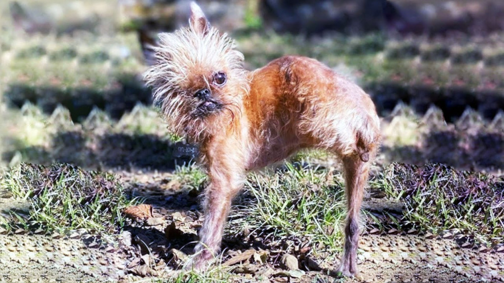 The story unfolds when Alyosha Brandt's ...