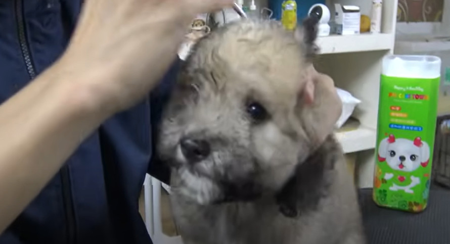 Extra image from article