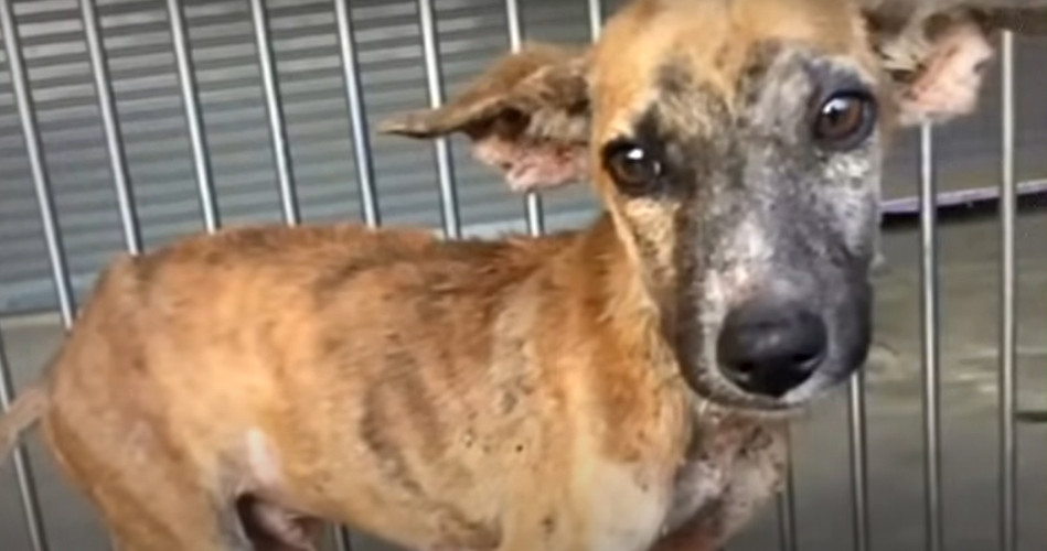 Extra image from article