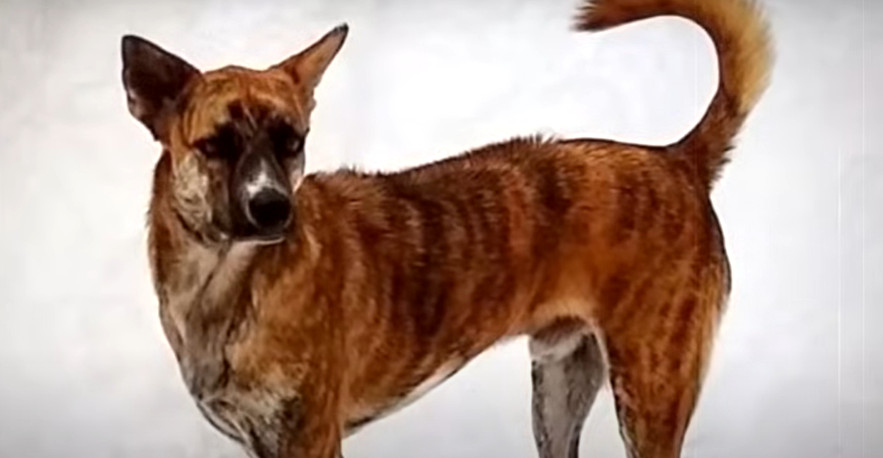 Extra image from article