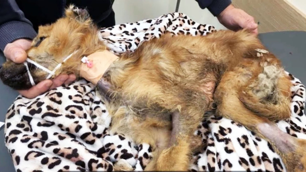 Fortune smiled upon Morty when a compass...