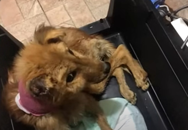 Morty’s journey captured the attention o...