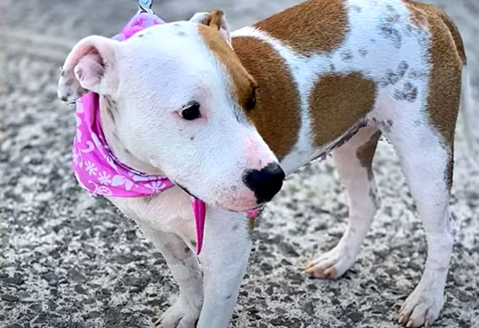 Extra image from article