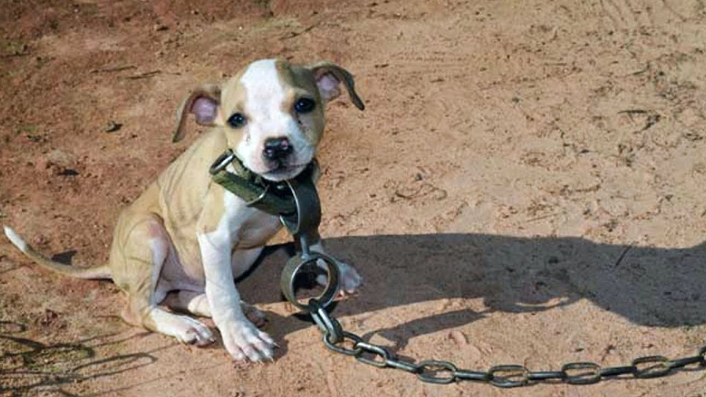 Timmy's story has moved hearts worldwide...