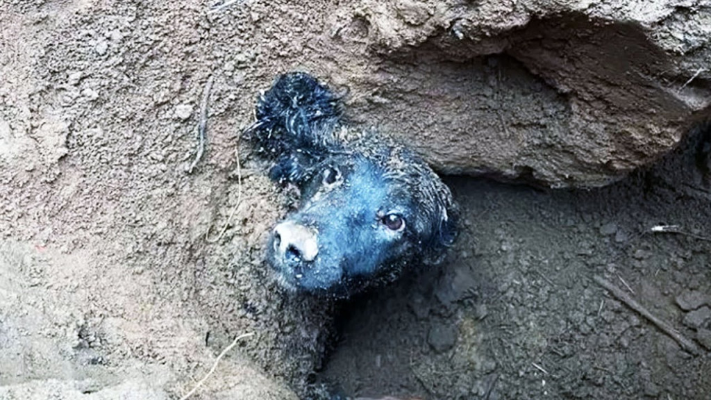 Helen, Winston's owner, described the di...