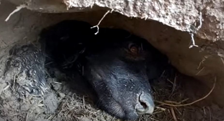 Their efforts were rewarded when Winston...