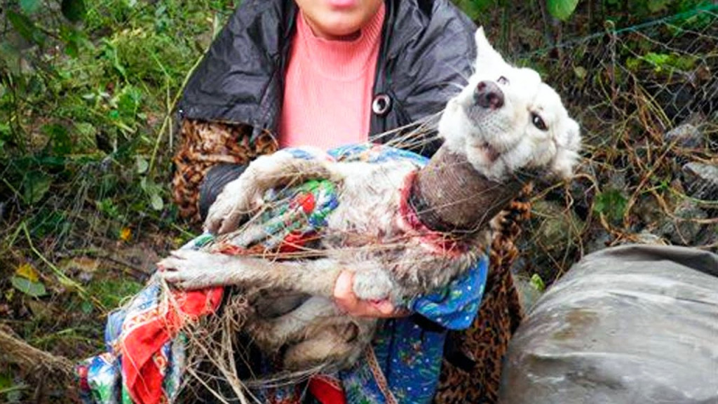 Determined to help, a team of animal rig...