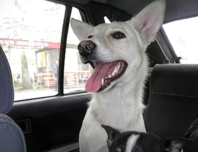 This moving tale serves as a compelling ...