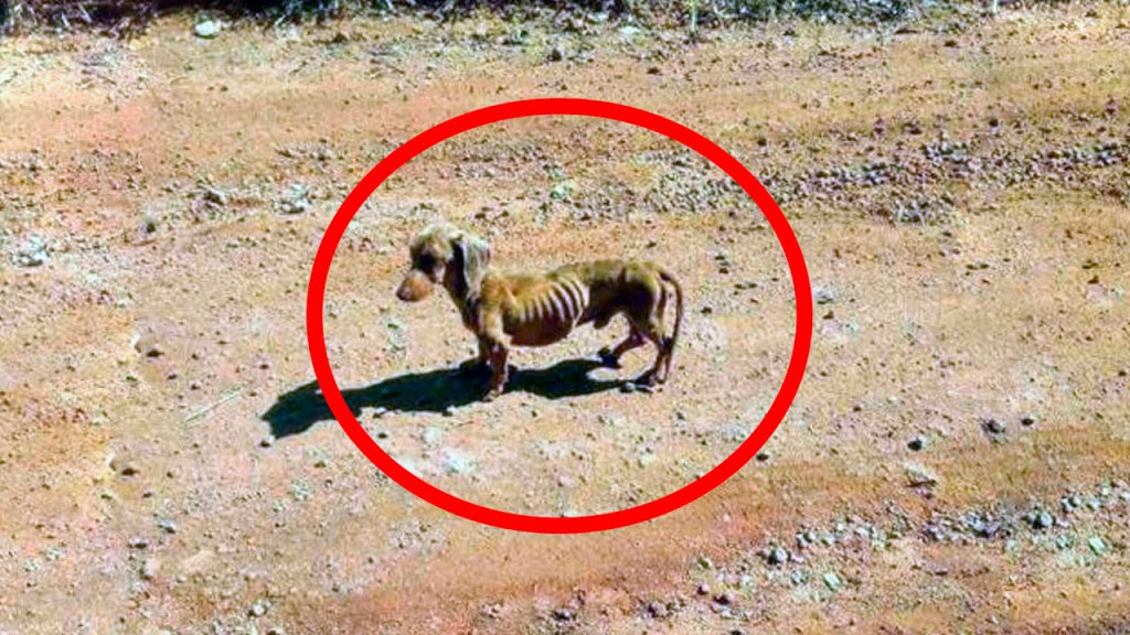 The remote spot where they found the dog...