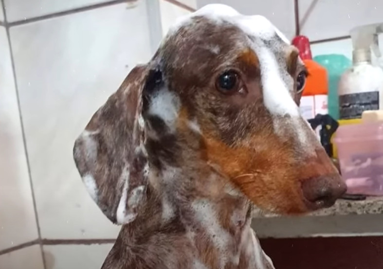 Once home, the newfound friend was named...