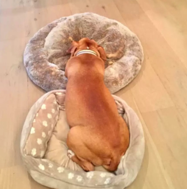 Extra image from article