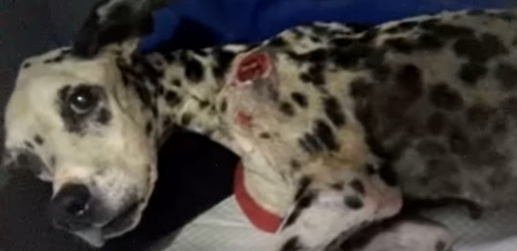 Victoria’s incredible spirit has remaine...