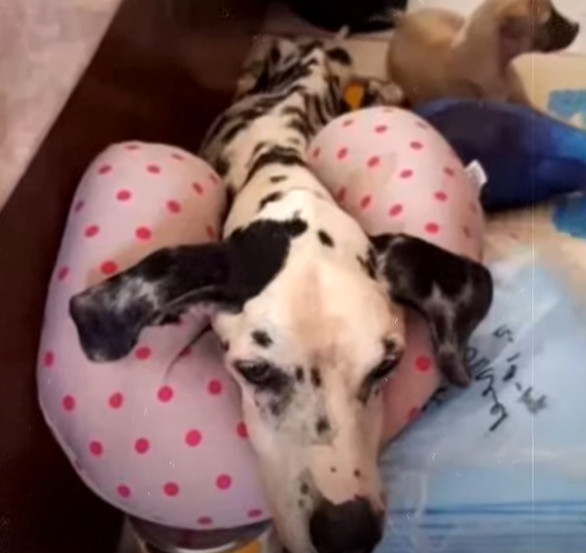 Sharing Victoria’s story pays homage to ...